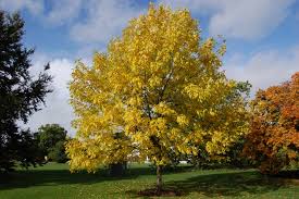 Attēlu rezultāti vaicājumam “Fraxinus pennsylvanica”