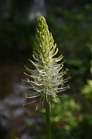 Attēlu rezultāti vaicājumam “Phyteuma spicatum fruit”