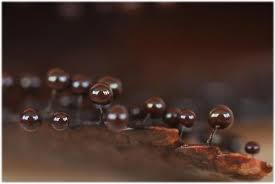 Attēlu rezultāti vaicājumam “Lamproderma gulielmae”