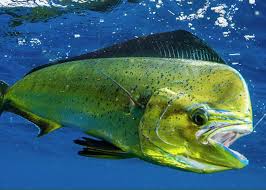 Image result for Coryphaena hippurus