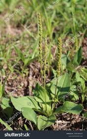 Attēlu rezultāti vaicājumam “Plantago major subsp. intermedia”