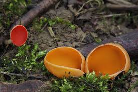 Attēlu rezultāti vaicājumam “Sarcoscypha austriaca var. lutea”