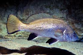 Image result for Sciaena umbra