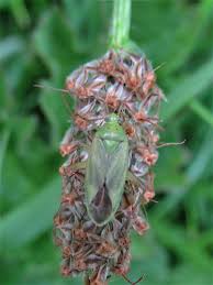 Attēlu rezultāti vaicājumam “Stenotus binotatus male”