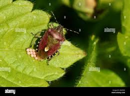 Attēlu rezultāti vaicājumam “Dolycoris baccarum”