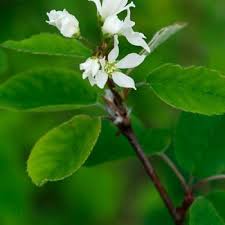 Attēlu rezultāti vaicājumam “Amelanchier spicata flower”