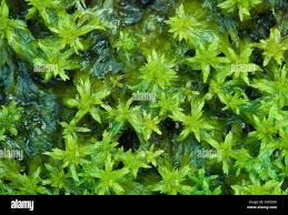 Attēlu rezultāti vaicājumam “Sphagnum cuspidatum”