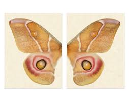 Image result for Papilionoidea