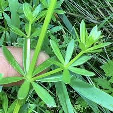 Attēlu rezultāti vaicājumam “Galium album flower”