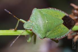 Attēlu rezultāti vaicājumam “Palomena prasina imago”
