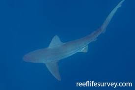 Image result for Carcharhinus obscurus