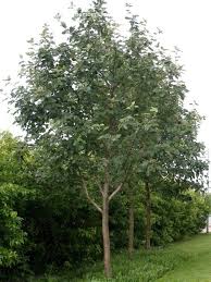Attēlu rezultāti vaicājumam “Sorbus hybrida”