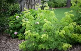 Attēlu rezultāti vaicājumam “Sambucus racemosa”