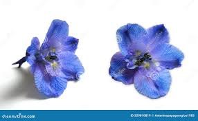 Attēlu rezultāti vaicājumam “Delphinium elatum  bud”