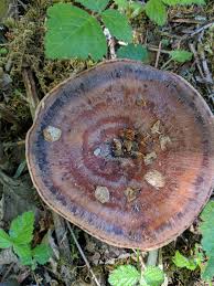 Attēlu rezultāti vaicājumam “Coltricia perennis”