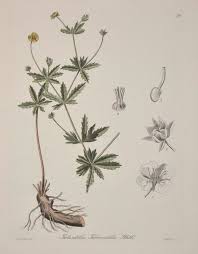 Image result for Potentilla tormentilla