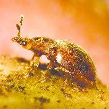 Attēlu rezultāti vaicājumam “Collaria arcyrionema young”