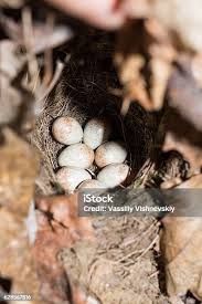 Attēlu rezultāti vaicājumam “Erithacus rubecula eggs”