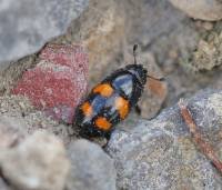 Attēlu rezultāti vaicājumam “Glischrochilus grandis”