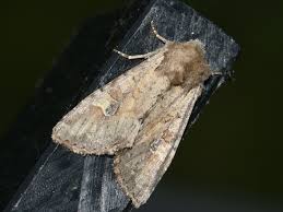 Attēlu rezultāti vaicājumam “Apamea sordens”