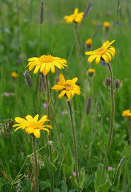 Attēlu rezultāti vaicājumam “Arnica montana”