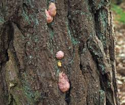 Attēlu rezultāti vaicājumam “Amaurochaete atra spores”