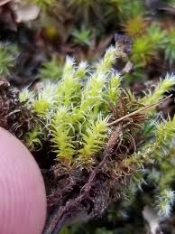 Attēlu rezultāti vaicājumam “Racomitrium canescens”