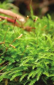 Attēlu rezultāti vaicājumam “Herzogiella seligeri sporophyte”