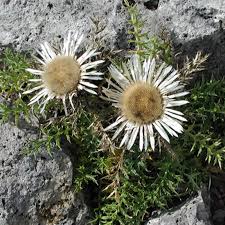 Image result for Silberdistel