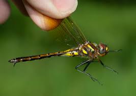 Attēlu rezultāti vaicājumam “Cordulidae”