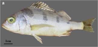 Image result for Pomadasys commersonnii