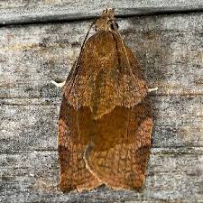 Attēlu rezultāti vaicājumam “Pandemis”