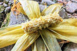 Attēlu rezultāti vaicājumam “Gymnocolea inflata”