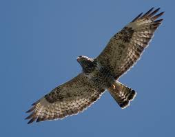 Attēlu rezultāti vaicājumam “Buteo lagopus adult”