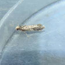 Attēlu rezultāti vaicājumam “Nemapogon cloacella”