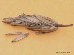 Attēlu rezultāti vaicājumam “Liriodendron tulipifera fruit”