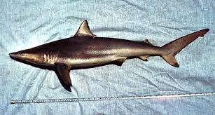 Image result for Carcharhinus brevipinna