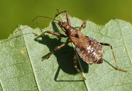 Attēlu rezultāti vaicājumam “Himacerus apterus”