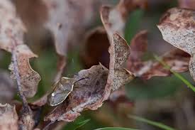 Attēlu rezultāti vaicājumam “Chlorochroa pinicola”