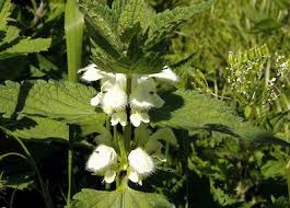 Attēlu rezultāti vaicājumam “Lamium album flower”