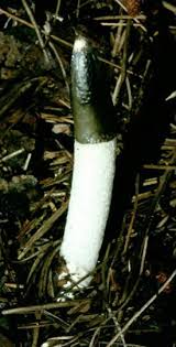 Attēlu rezultāti vaicājumam “Mutinus caninus”