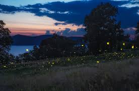 Image result for Fareham Fireflys Yc