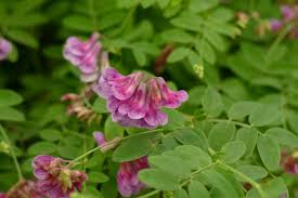 Attēlu rezultāti vaicājumam “Lathyrus niger leaf”