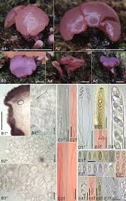 Attēlu rezultāti vaicājumam “Ascocoryne cylichnium”