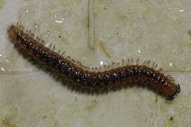 Attēlu rezultāti vaicājumam “Craspedosoma rawlinsi”