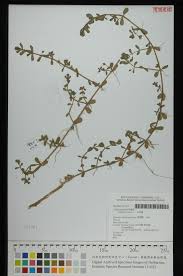 Attēlu rezultāti vaicājumam “Callitriche verna”