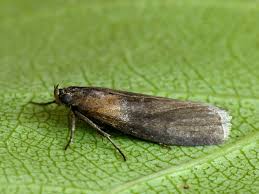 Attēlu rezultāti vaicājumam “Sciota fumella”