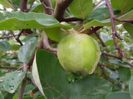 Attēlu rezultāti vaicājumam “Cydonia oblonga”