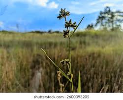 Attēlu rezultāti vaicājumam “Cyperus fuscus fruit”