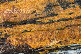 Attēlu rezultāti vaicājumam “Crustoderma dryinum”